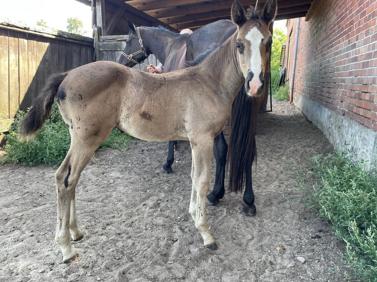 Cheval de sport allemand Jument Poulain (06/2026) Noir in Arendsee