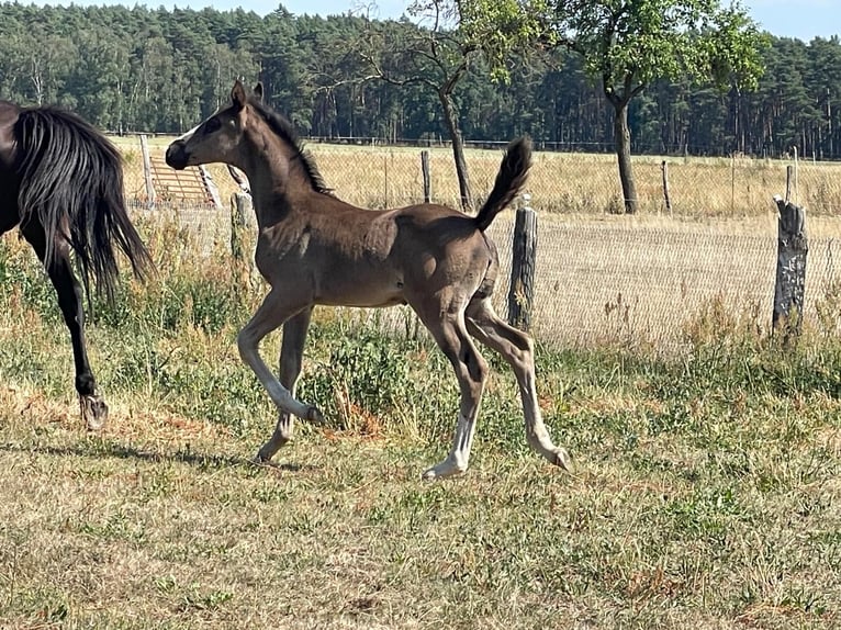 Cheval de sport allemand Jument Poulain (06/2026) Noir in Arendsee