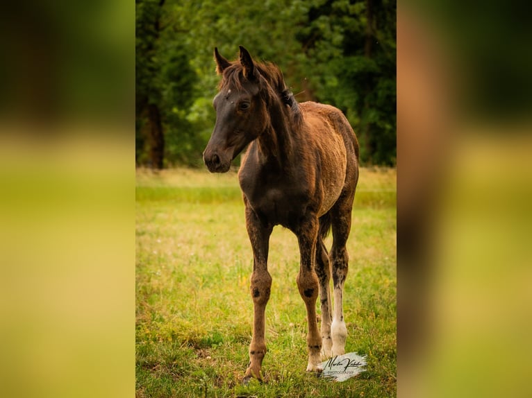 Cheval de sport allemand Jument Poulain (02/2025) Noir in Hohenbocker
