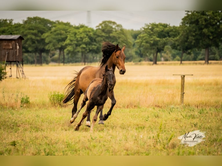 Cheval de sport allemand Jument Poulain (02/2025) Noir in Hohenbocker