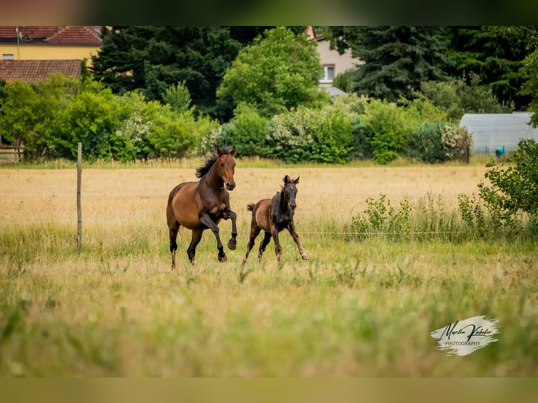 Cheval de sport allemand Jument Poulain (02/2025) Noir in Hohenbocker