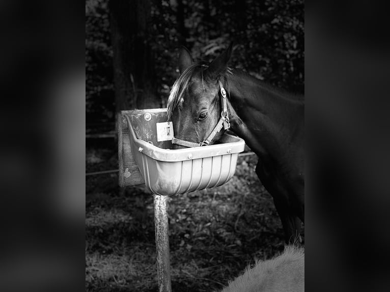 Cheval de sport allemand Jument Poulain (02/2025) Noir in Hohenbocker
