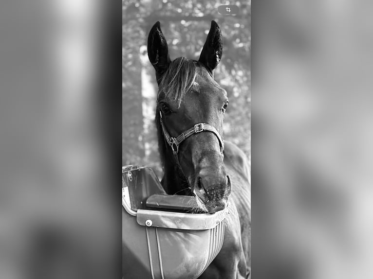 Cheval de sport allemand Jument Poulain (02/2025) Noir in Hohenbocker