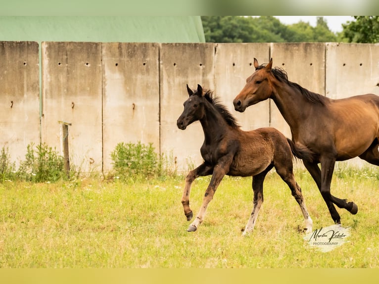 Cheval de sport allemand Jument Poulain (02/2025) Noir in Hohenbocker
