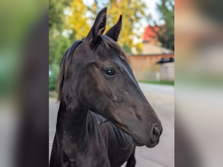 Cheval de sport allemand Jument Poulain (02/2025) Noir in Hohenbocker