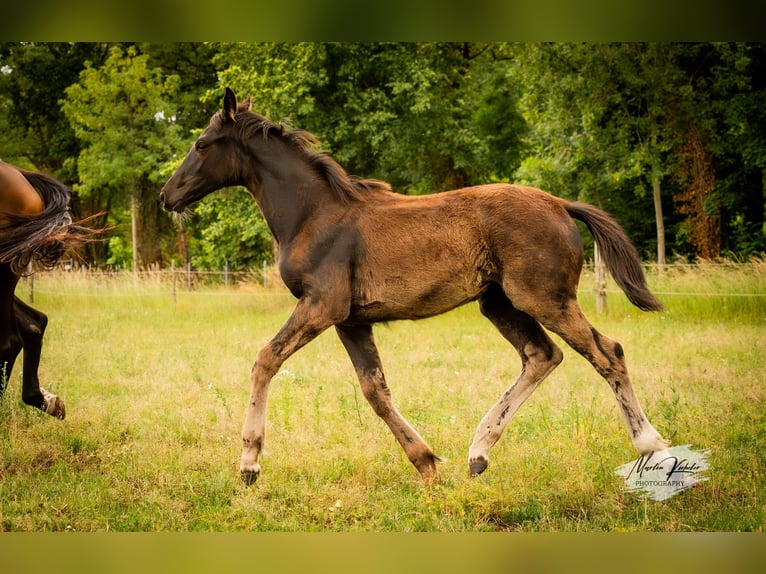 Cheval de sport allemand Jument Poulain (02/2025) Noir in Hohenbocker