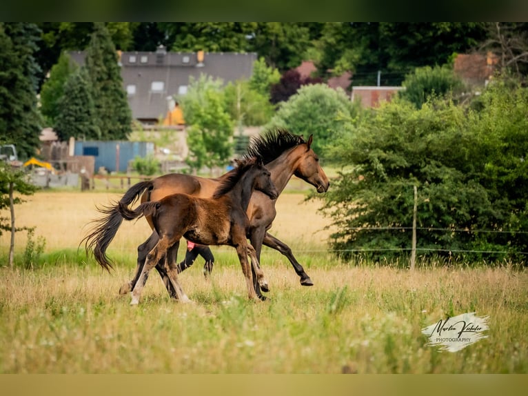 Cheval de sport allemand Jument Poulain (02/2025) Noir in Hohenbocker