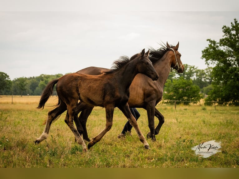 Cheval de sport allemand Jument Poulain (02/2025) Noir in Hohenbocker