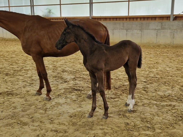 Cheval de sport allemand Jument Poulain (05/2025) Noir in Bad Birnbach