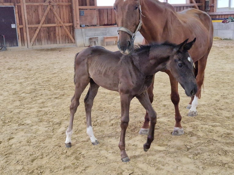 Cheval de sport allemand Jument Poulain (05/2025) Noir in Bad Birnbach