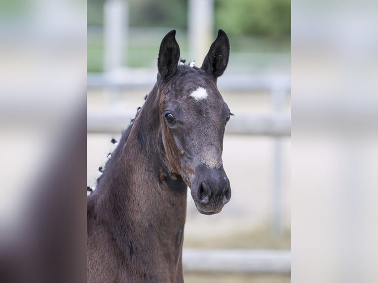 Cheval de sport allemand Jument Poulain (05/2025) Noir in Gomadingen