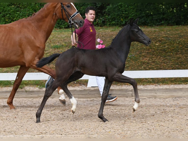 Cheval de sport allemand Jument Poulain (05/2025) Noir in Gomadingen
