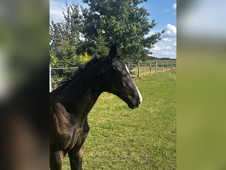 Cheval de sport allemand Jument Poulain (05/2025) Noir in Grunow-Dammendorf Grunow