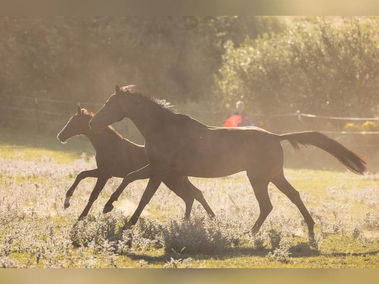 Cheval de sport allemand Jument Poulain (05/2025) Noir in Grunow-Dammendorf Grunow