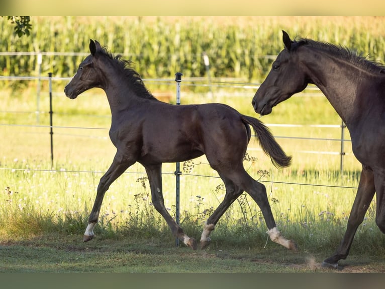 Cheval de sport allemand Jument Poulain (05/2025) Noir in Grunow-Dammendorf Grunow