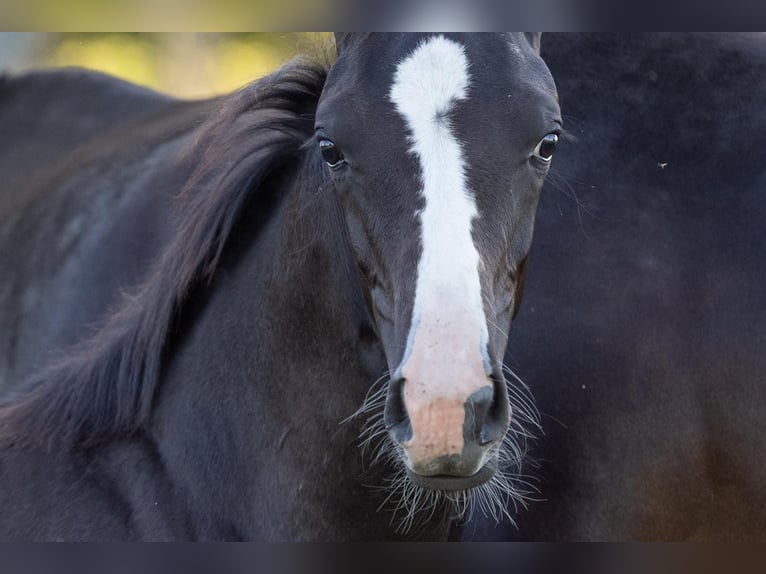 Cheval de sport allemand Jument Poulain (05/2025) Noir in Grunow-Dammendorf Grunow