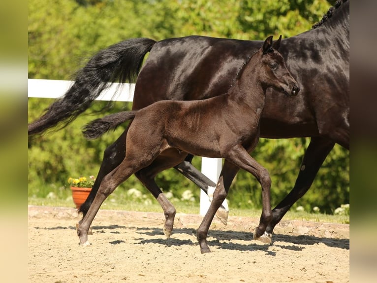 Cheval de sport allemand Jument Poulain (03/2025) Noir in Moritzburg