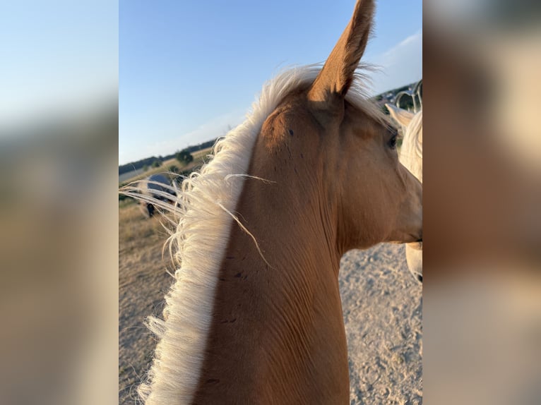 Cheval de sport allemand Jument Poulain (02/2026) Palomino in Heistenbach