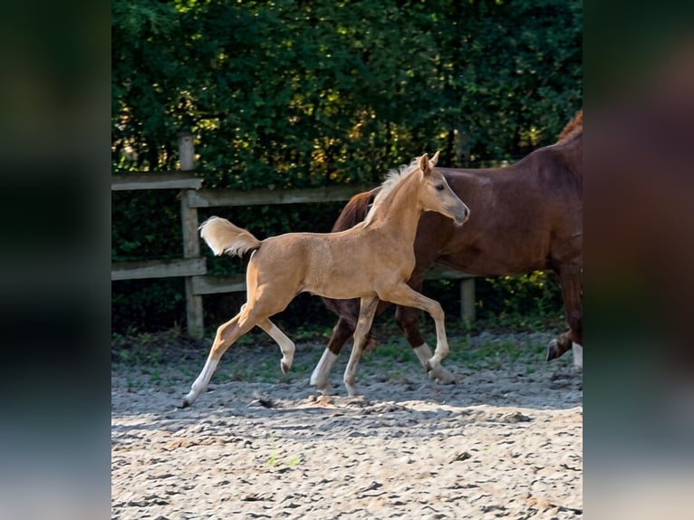 Cheval de sport allemand Jument Poulain (06/2026) Palomino in Sarrebourg