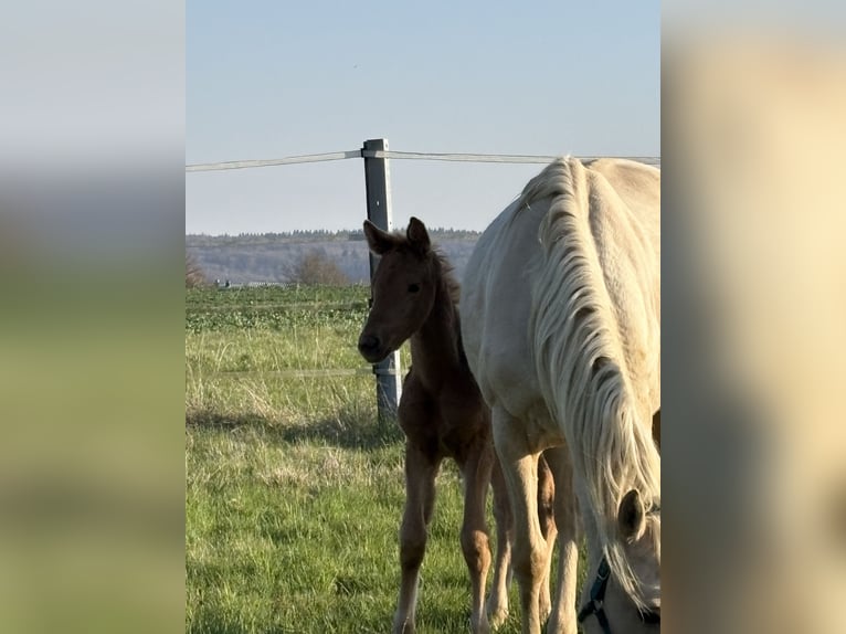 Cheval de sport allemand Jument Poulain (02/2026) Palomino in Heistenbach