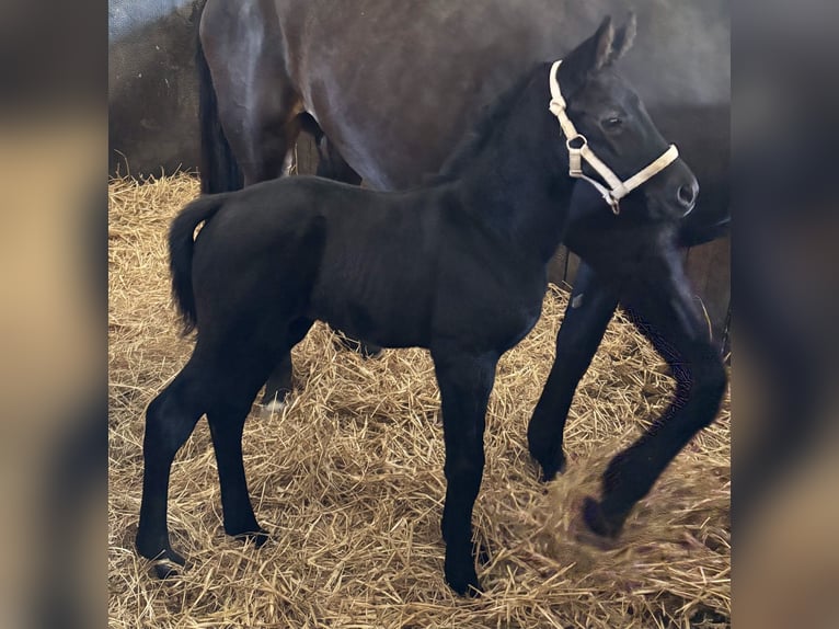 Cheval de sport allemand Jument Peut devenir gris in Ratingen Cheval de sport allemand Jument Peut devenir gris in Ratingen