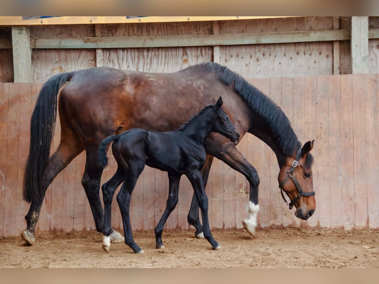 Cheval de sport allemand Jument  Peut devenir gris in Joachimsthal