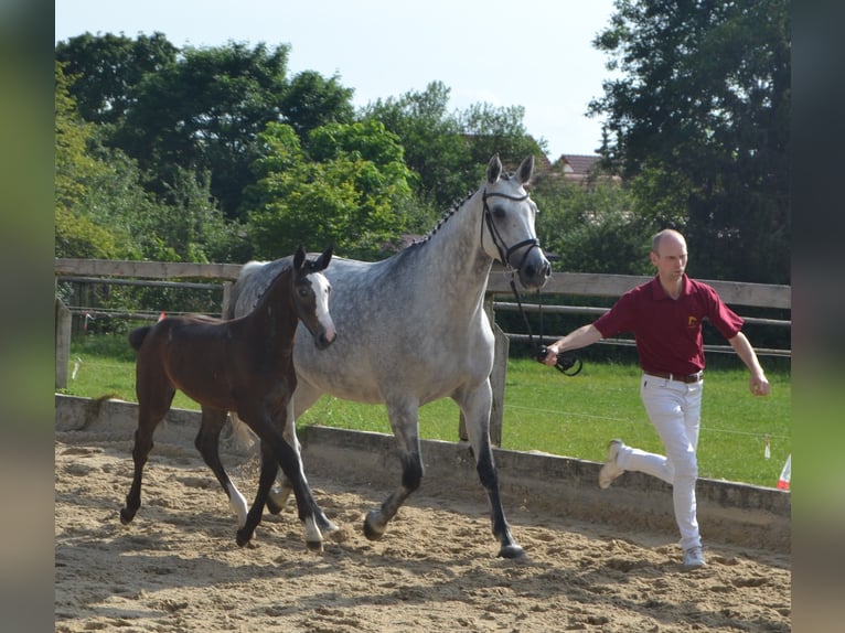 Cheval de sport allemand Jument Poulain (04/2024) Peut devenir gris in HopfgartenGrammetal