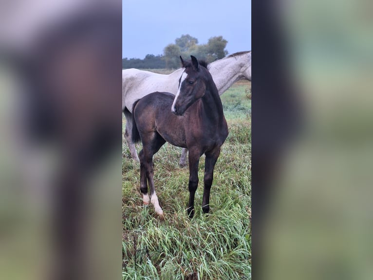 Cheval de sport allemand Jument Poulain (01/2025) Peut devenir gris in Magdeburg