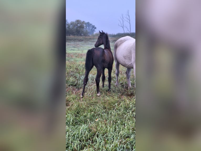 Cheval de sport allemand Jument Poulain (01/2025) Peut devenir gris in Magdeburg