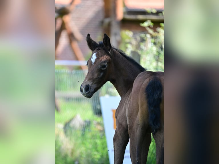 Cheval de sport allemand Jument Poulain (04/2024) Peut devenir gris in Schönwalde-Glien