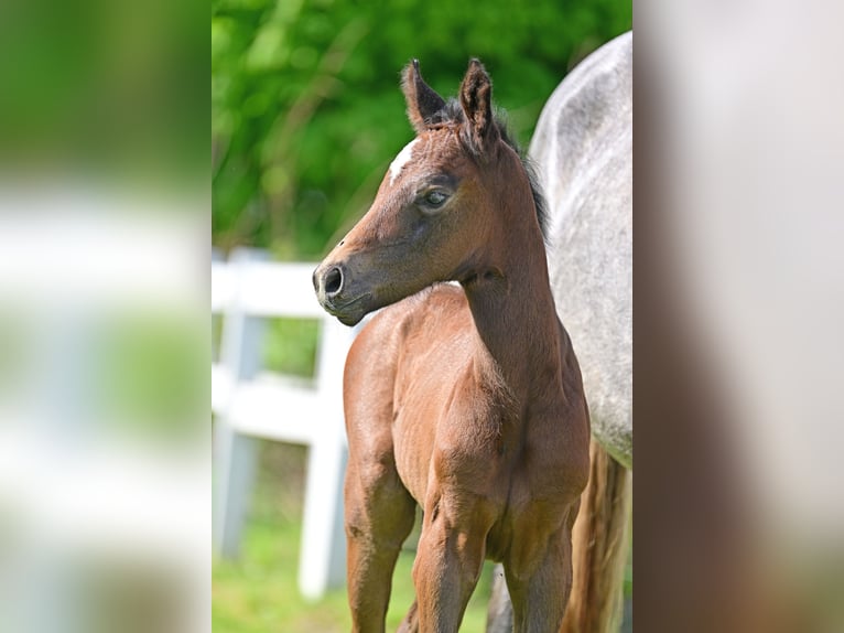 Cheval de sport allemand Jument Poulain (04/2024) Peut devenir gris in Schönwalde-Glien