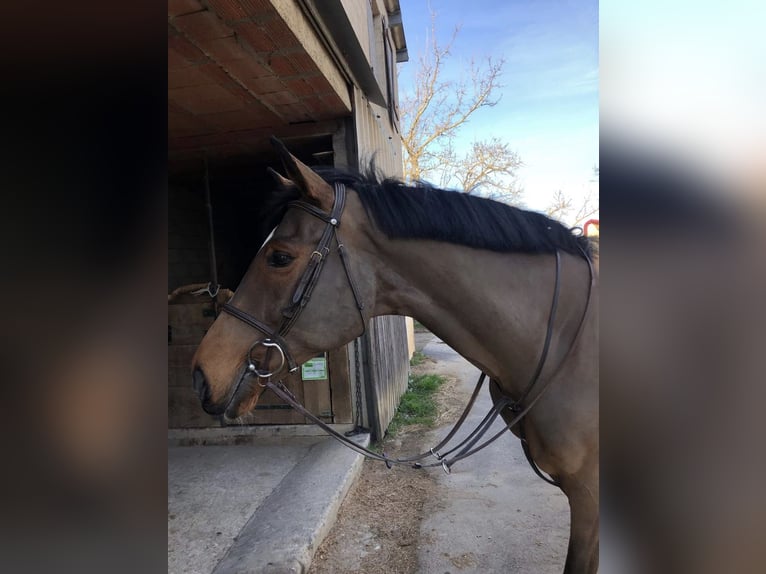 Cheval de Sport Belge Étalon 16 Ans 168 cm Bai in Montpellier
