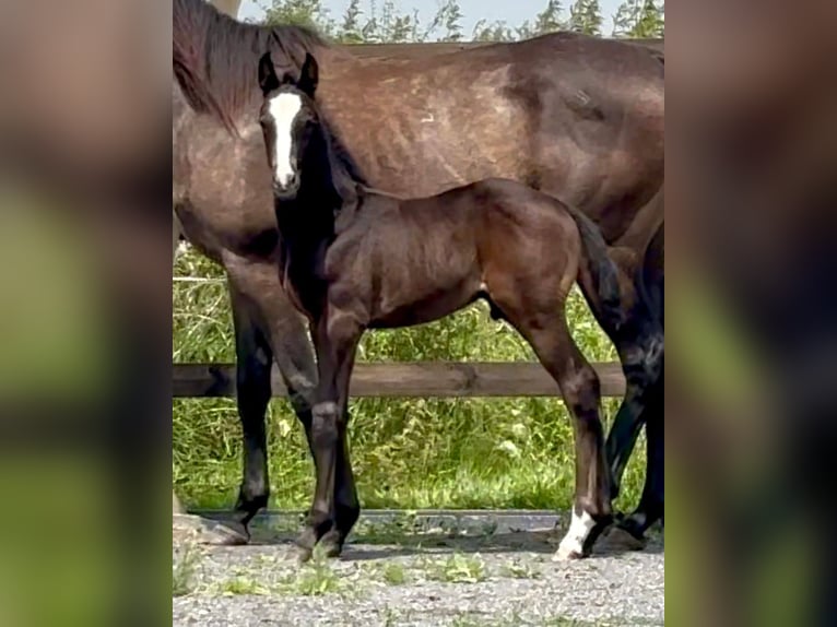 Cheval de Sport Belge Étalon 1 Année Bai brun in Moulin