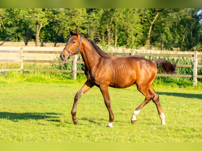 Cheval de Sport Belge Étalon 1 Année Bai brun in Geel