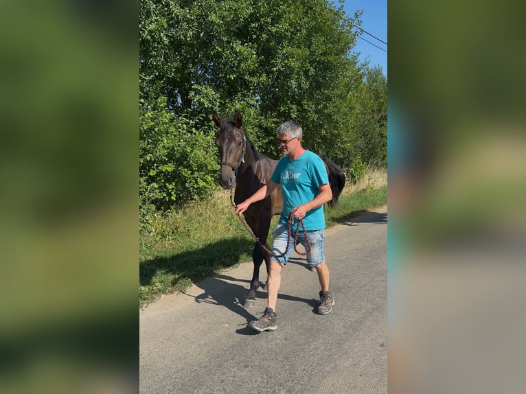 Cheval de Sport Belge Étalon 1 Année Bai brun in Libramont-Chevigny