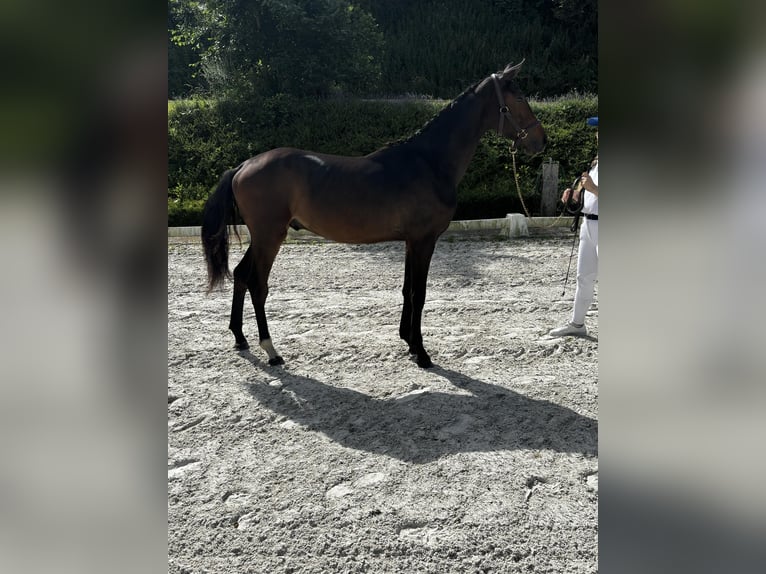 Cheval de Sport Belge Étalon 1 Année Bai brun foncé in La Louvière