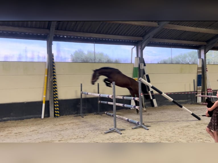 Cheval de Sport Belge Étalon 2 Ans 163 cm Bai cerise in Hainaut