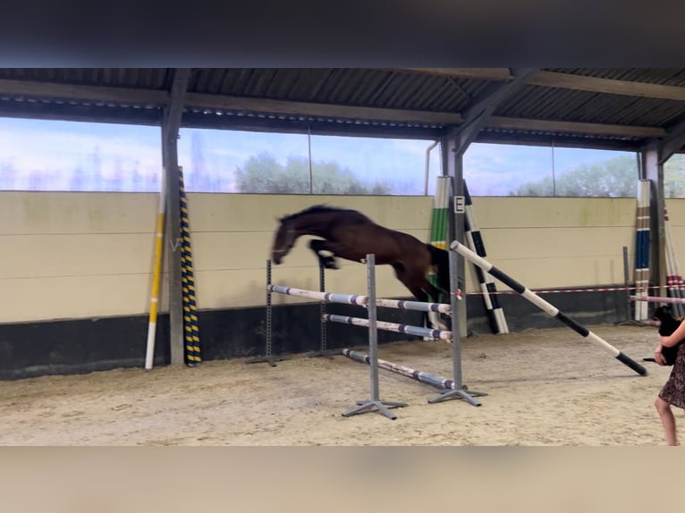 Cheval de Sport Belge Étalon 2 Ans 163 cm Bai cerise in Hainaut