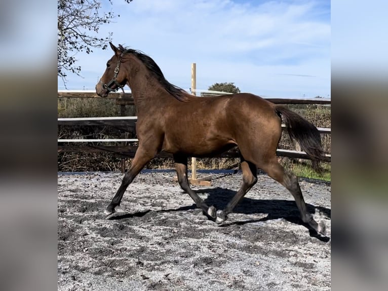 Cheval de Sport Belge Étalon 2 Ans 167 cm Bai cerise in Moulins