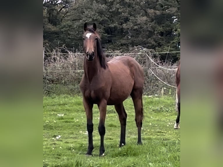 Cheval de Sport Belge Étalon 2 Ans 167 cm Bai cerise in Moulins