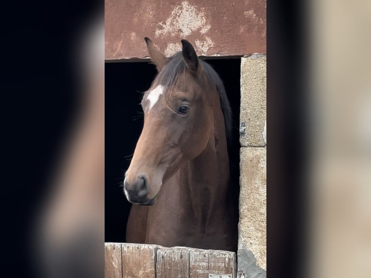 Cheval de Sport Belge Étalon 2 Ans 167 cm Bai cerise in Moulins