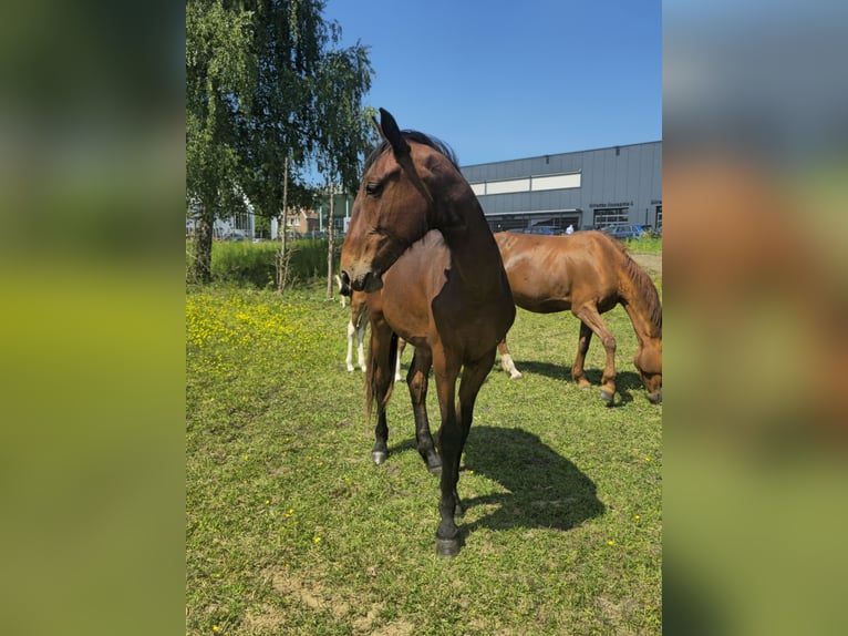 Cheval de Sport Belge Étalon 2 Ans 170 cm Bai in Ternat