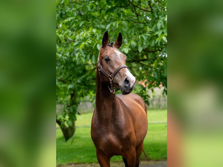 Cheval de Sport Belge Étalon 4 Ans 160 cm Bai in Gijon