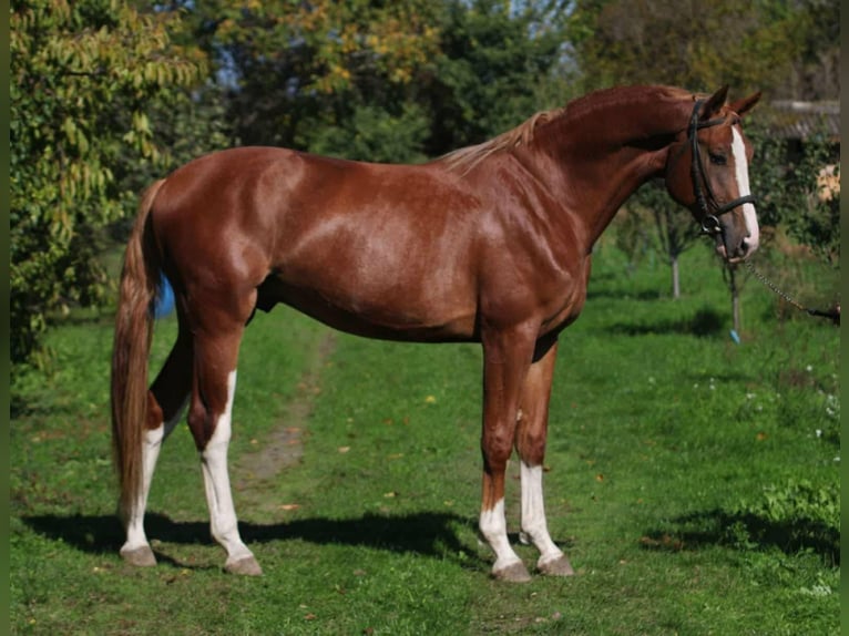 Cheval de Sport Belge Étalon 4 Ans 168 cm Alezan in Szarvas