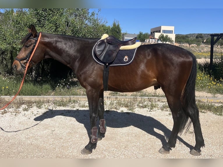 Cheval de Sport Belge Étalon 4 Ans 170 cm Bai in monovar
