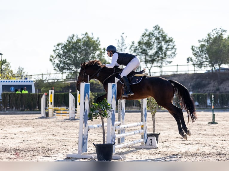 Cheval de Sport Belge Étalon 4 Ans 170 cm Bai in monovar
