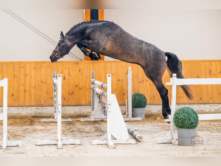 Cheval de Sport Belge Étalon 4 Ans 172 cm Isabelle in Bekescsaba