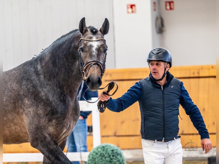 Cheval de Sport Belge Étalon 4 Ans 172 cm Isabelle in Bekescsaba
