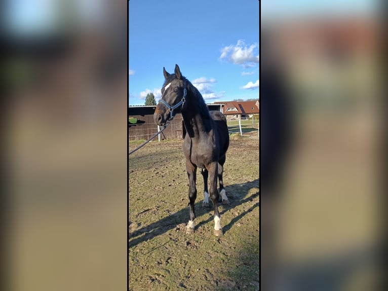 Cheval de Sport Belge Étalon 5 Ans 174 cm Bai brun foncé in Uelsen