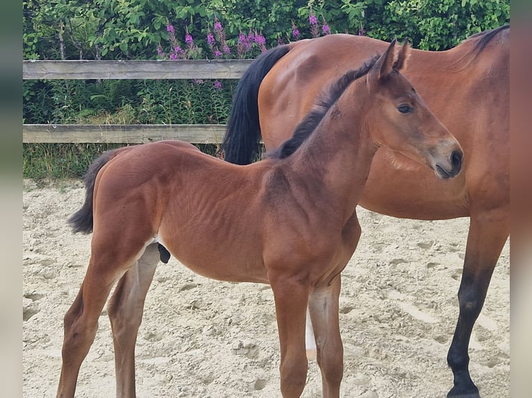 Cheval de Sport Belge Étalon  Bai in GROTE-BROGEL